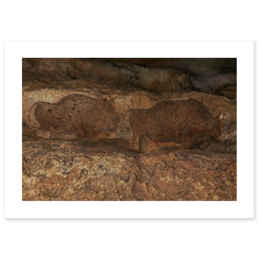 Grotte de Font-de-Gaume, bisons (toiles sans cadre)