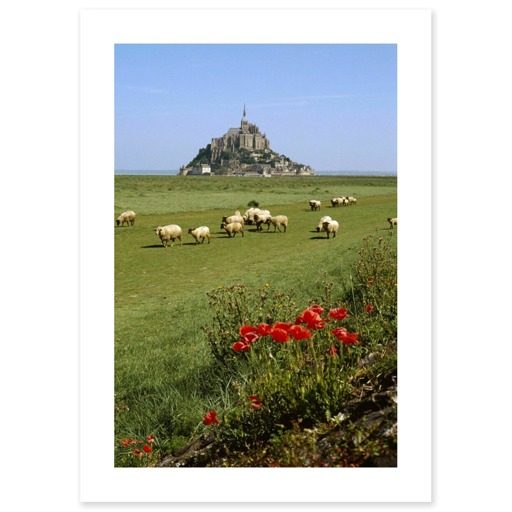 Mont-Saint-Michel et moutons sur les prés salés (canvas without frame)