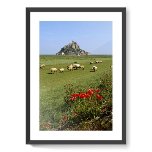 Mont-Saint-Michel et moutons sur les prés salés (affiches d'art encadrées)