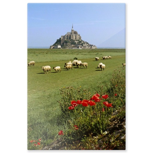 Mont-Saint-Michel et moutons sur les prés salés (panneaux aluminium)
