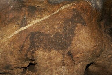 Grotte de Font-de-Gaume, bovidé noir