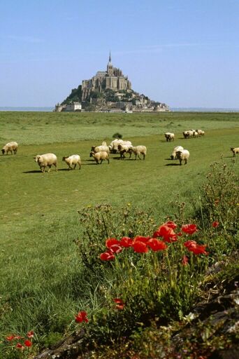 Mont-Saint-Michel et moutons sur les prés salés