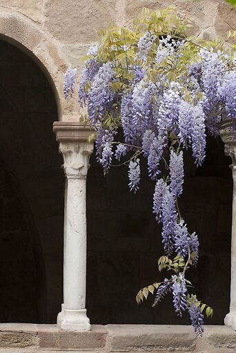 Cathédrale Saint-Léonce de Fréjus, cloître