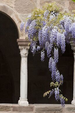 Cathédrale Saint-Léonce de Fréjus, cloître