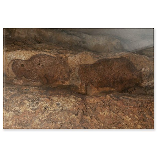 Grotte de Font-de-Gaume, bisons (panneaux acryliques)