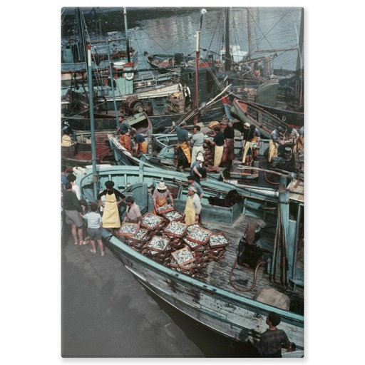 Retour de la pêche à la sardine sur le port de Concarneau (panneaux aluminium)