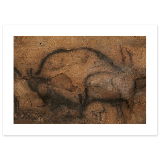 Grotte de Font-de-Gaume, bison (toiles sans cadre)