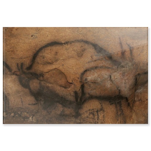Grotte de Font-de-Gaume, bison (panneaux acryliques)