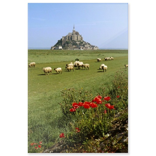 Mont-Saint-Michel et moutons sur les prés salés (acrylic panels)